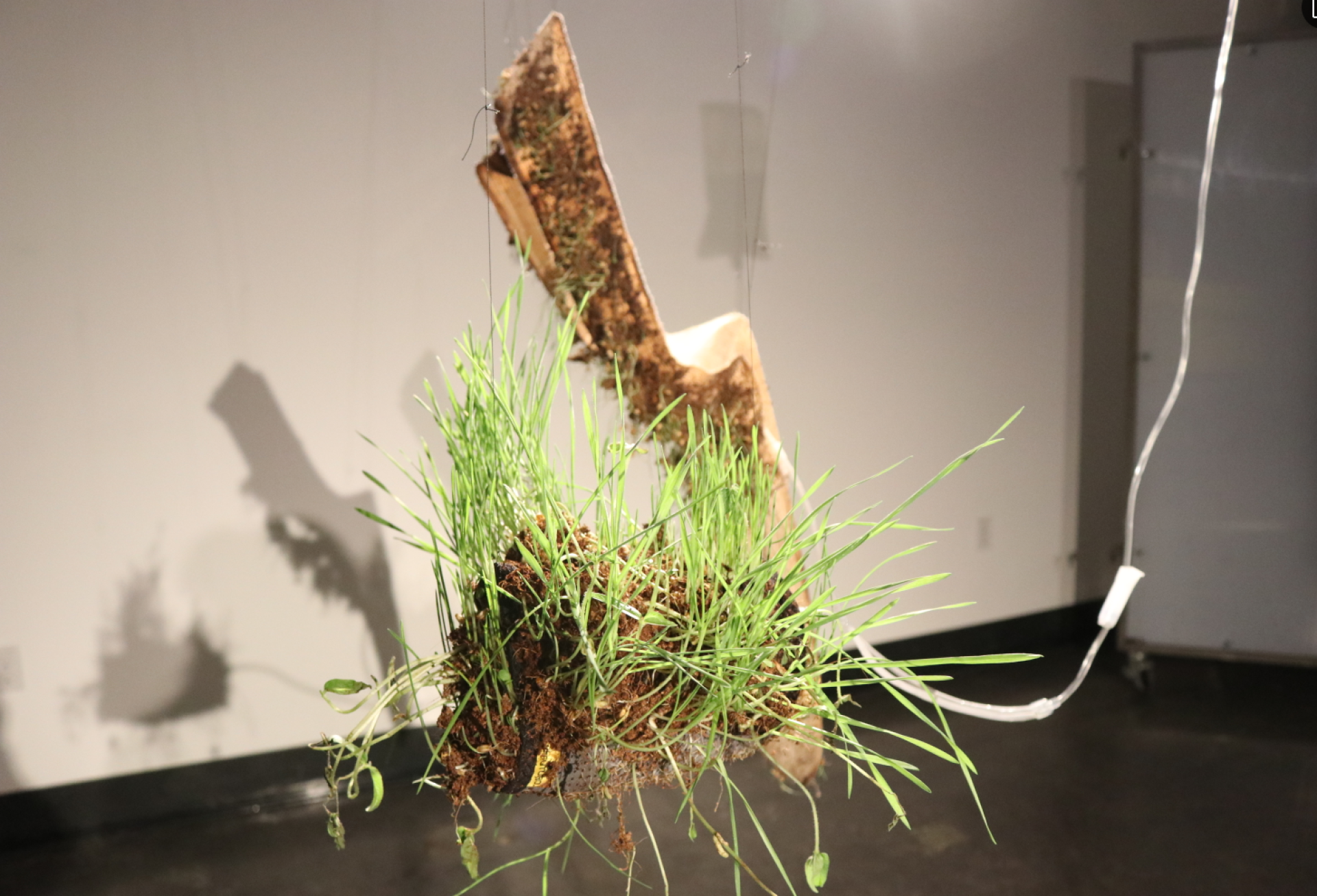 London Design Awards Winner - Budding Itch