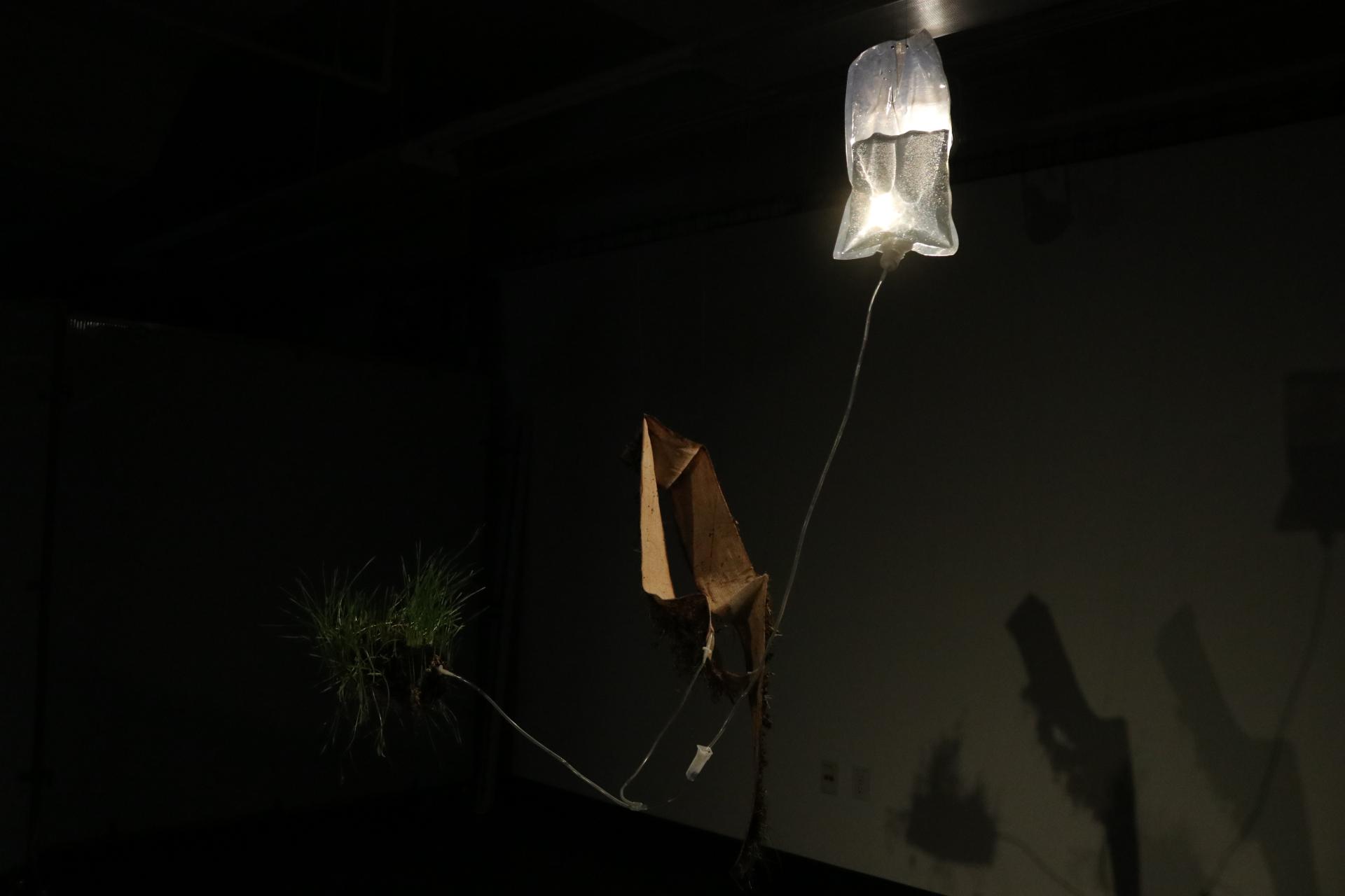London Design Awards Winner - Budding Itch